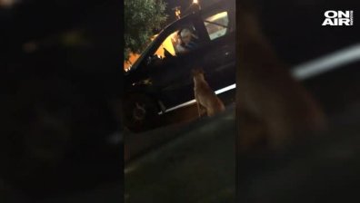 Стопанка хвана кучето си да се прави на бездомно