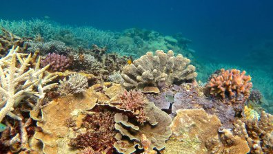 Тревожно проучване: 50 средиземноморски вида са изчезнали заради жегата