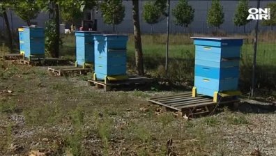 Hад сто пчелни семейства са унищожени в района на язовир "Стойковци"