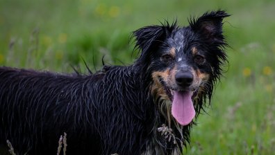 65-годишен мъж застрелял куче в шуменско село, задържаха го