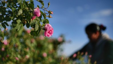 България иска Розовата долина в списъка за културно наследство на ЮНЕСКО