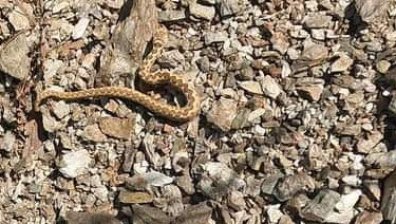 Пепелянки плъзнаха из Стара Загора, мъж ги лови живи (+СНИМКИ)