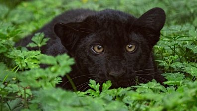 Вече и в Румъния издирват пантерата от Шумен