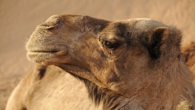 Дисквалифицираха камили с ботокс от конкурс за красота