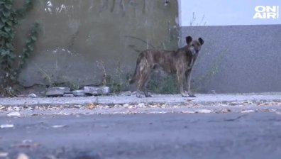 Бездомни кучета тероризират жителите на Видин, нападнали и 9-годишно дете