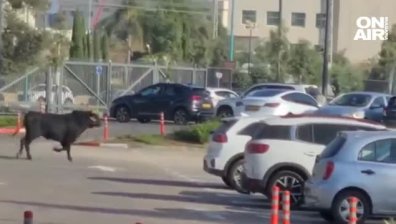 Служители укротиха огромен бик, нахлул в банка в Израел (ВИДЕО)