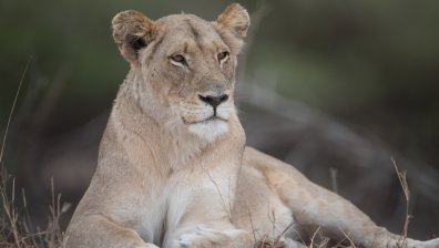 Лъвица, спасена от войната в Украйна, оцеля след тежка операция
