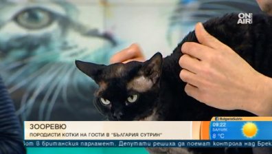 Редки и екзотични котки ще дефилират на ревю в София