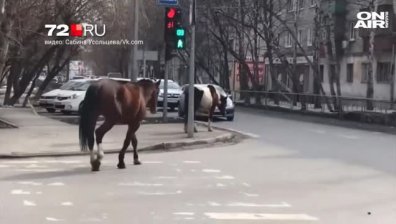 Стадо коне и пони създадоха истински хаос в центъра на Тюмен