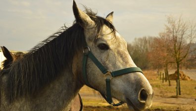 Залагат по $20 хил. на дигитални състезателни коне