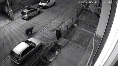 Мечка препуска из столичен квартал, двама мъже успяха да ѝ избягат (+ВИДЕО)