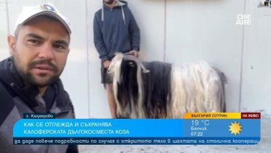 Братя в Калугерово отглеждат уникалната и рядка калоферска дългокосместа коза
