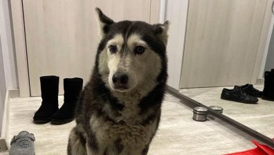 Петицията след убийството на кучето Мая събра над 170 хил. подписа