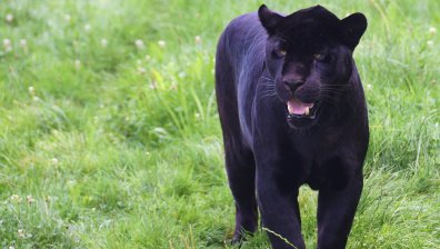 Без следа от черния леопард, може да е напуснал "Шуменското плато"