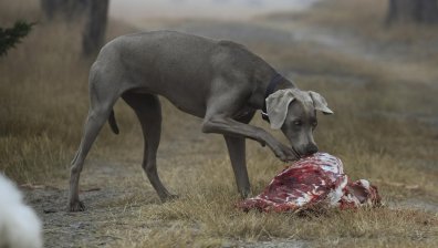 Храненето на кучетата със сурово месо води до заразяването им с ешерихия коли