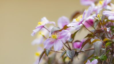 Сряда идва с леко понижение на температурите и гръмотевични бури на места