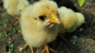 БАБХ откри огнище на птичи грип в стопанство с близо 390 000 бройлери