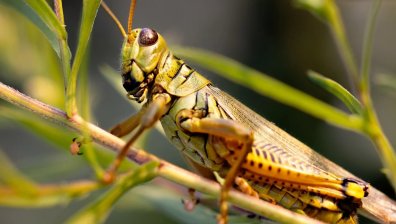 Мароканските скакалци нападнаха и Благоевградско, властите със спешни мерки