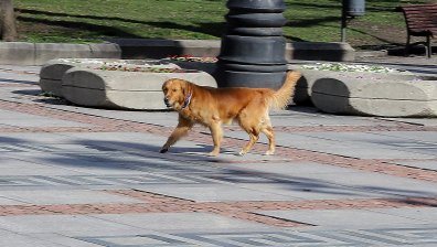 Домашни кучета без повод и намордник сред децата в столичен парк