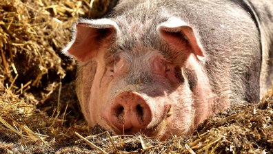 Умъртвяват и изхвърлят свине във Великобритания заради липса на касапи