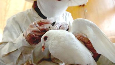 Новият птичи грип се разпространява навсякъде в Китай