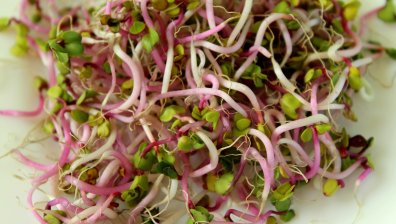 Защо суровите кълнове могат да бъдат опасни за здравето?