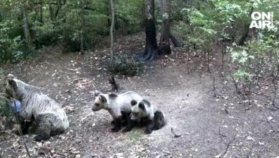 Без разходки и пикници в района: Мечка с малки мечета се разхожда над Марково