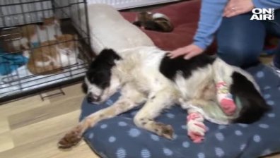 Жена спаси осакатено куче, захвърлено край Кърджали