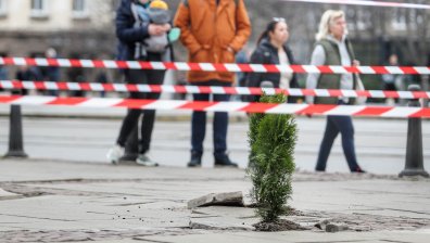 За да не си чупим краката: Засадиха туи сред потрошени плочки в центъра на София (+СНИМКИ)