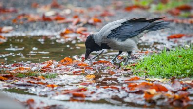 Времето в петък: Застудяване, дъжд и сняг на места