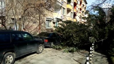 Силният вятър изкорени цели дървета в столицата