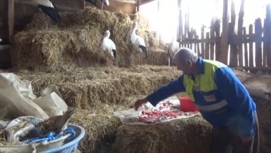Още бедстващи щъркели в страната бяха спасени