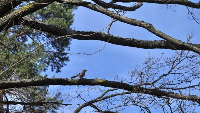 Пролетното време ще продължи няколко дни, слаб сняг в средата на март