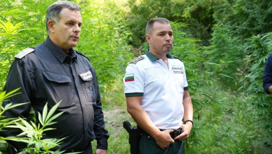 МВР унищожава 5 ниви с конопени растения в 4 населени места