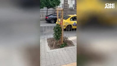 Вандали трошиха дръвчета в столицата