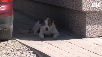 Бездомно куче нахапа 6-годишно дете в Дупница