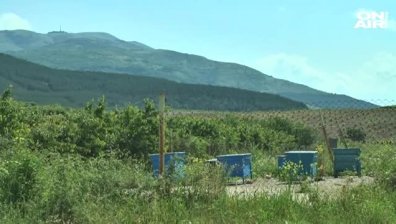 Черешовата кампания в Кюстендил започна