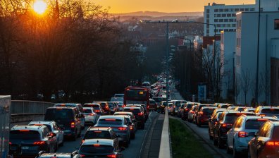 Как шумът от трафика разрушава живота на животните?