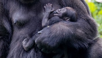 Бебе горила от застрашен подвид се роди в зоопарк в Лондон