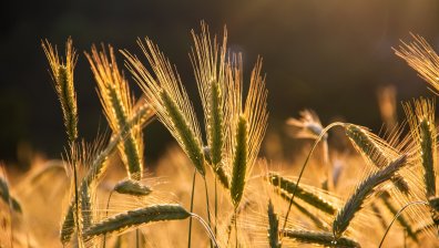 Храните на световния пазар поевтиняват 