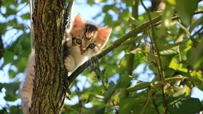 Спипаха котка, носела дрога на затворници в Панама
