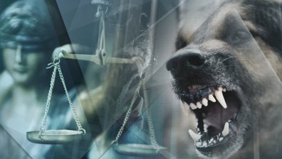 Прокуратурата иска постоянен арест за собственика на питбула-убиец