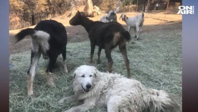 Куче отказа да се евакуира от пожар, за да охранява 8-те си козички