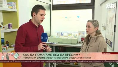 Как да помогнем на диви животни в беда?