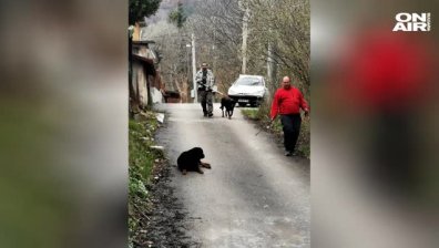 Три деца са в "Пирогов" - нахапани от ротвайлери (Обновена)