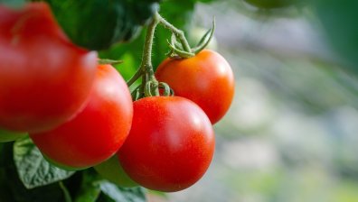 Робот с изкуствен интелект вече помага успешно в земеделието