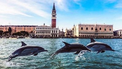 Лебеди и делфини във водите на Венеция?