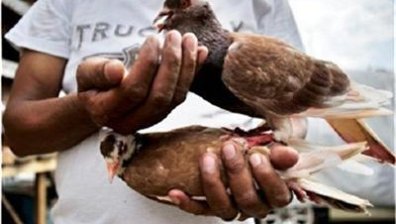Общо 129 души са заразени с новия птичи грип
