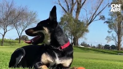 Австралийско келпи се превърна в най-скъпото куче в света