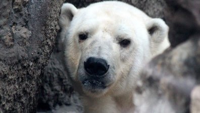 "Огромен размножителен успех": Полярно мече се роди в зоопарка в Хамбург